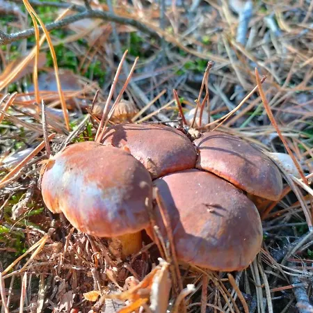Dom wakacyjny Rozmaryn - Komfortowy Całoroczny Na Kaszubach