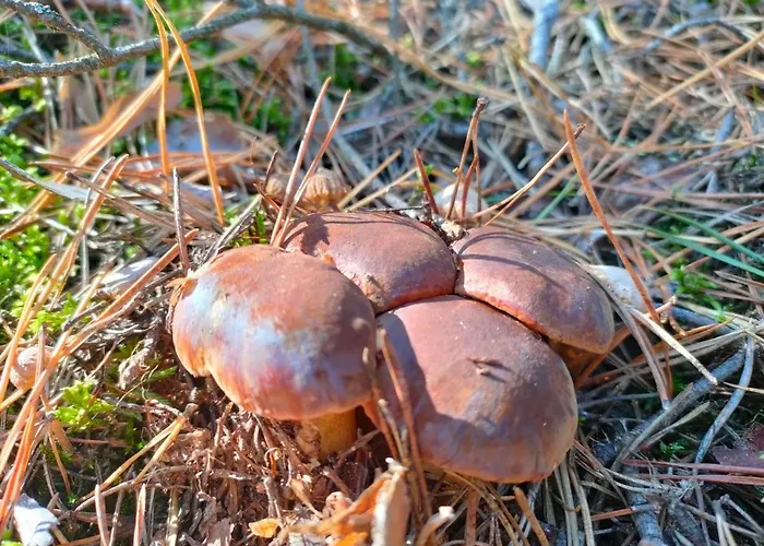 Dom wakacyjny Rozmaryn - Komfortowy Całoroczny Na Kaszubach